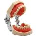 LBYLYH Dental Typodont Model - Standard with 28 Teeth & Gums for Teaching & Practice | Ideal for Dental Students - Buy Online on GoSupps.com