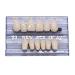 168 Pcs Dental Synthetic Resin Teeth Denture Set for Halloween - Horror False Teeth 23 A2 - Buy Online on GoSupps.com