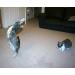 Purrs Mouse attachment- Fits PurrSuit Frenzy & DaBird wand Cat Toys - Buy Online on GoSupps.com
