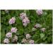 Valerian root 1 kg POWDER Valeriana officinalis - Buy Online on GoSupps.com