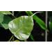 AOZA Neotea Arasa Ilai Peepal Leaves Ficus Religiosa Leaf Powder 300 gm - Buy Online on GoSupps.com