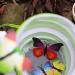 iPobie Butterfly Habitat Insect Cage Collapsible Bug Catcher Net Round Pop Up Mesh Net (Small Size) - Buy Online on GoSupps.com
