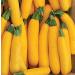 PLAT Firm Germinazione dei semi: 25 - Semi: ibrida Goldrush Yellow Zucchini Squash-cremoso Carne Bianca! Tasty TRASPORTO Libero!