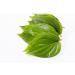 YANG Betel Leaf Powder 50g | Paan Leaf Powder - Buy Online on GoSupps.com