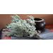 Sage 100% Turkish Natural Herbal Leaves Tea - 50g/2oz Pack - Buy Online on GoSupps.com