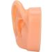 Jacksking Silicone Ear Model - Realistic Textured Medical Teaching Aid for Office Use - Buy Online on GoSupps.com