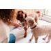 12x 200ml TopLife PUPPUCINO style milk for dogs (OVER 12 MONTHS OLD) - froth up or simply pour goats milk - Buy Online on GoSupps.com