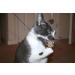 Purrs Mouse attachment- Fits PurrSuit Frenzy & DaBird wand Cat Toys - Buy Online on GoSupps.com