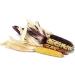 Portal Cool Firecracker - Mini Miniatura Colorata Granturco Popcorn Semi 20+ Pz - Buy Online on GoSupps.com