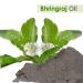 100% Pure Salvia Bhringraj Oil - Undiluted Cold Pressed - Therapeutic Grade Aromatherapy & Skin Care Oil (3.38 Fl Oz - Buy Online on GoSupps.com