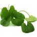 Yang Flax Vallarai Centella Asiatica Gotu Kola Poudre de 1 kg Lot de 2 - Buy Online on GoSupps.com