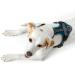 HUNTER Maldon Harness 34-49cm | XS Petrol/Grey - Premium Quality Pet Gear for International Shipping - Buy Online on GoSupps.com