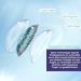 Buy Charmiga Sunny Blue Colored Contact Lenses | 0.0 Diopters | Soft Hydrogel | 2 Pack with Containers | Natural Blue Shades for a Stunning Look - Buy Online on GoSupps.com