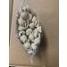 Buy Pasta Shells Online - Premium Quality Pasta for Delicious Recipes - Buy Online on GoSupps.com