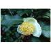 Green tea 250g POWDER Thea sinensis - Buy Online on GoSupps.com
