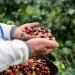 1kg Sidamo Green Coffee Beans - Premium Ethiopian Roast | Rich Taste & Aroma | Perfect for Home Roasting | Ideal Gift - Buy Online on GoSupps.com
