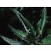 Dr. Hauschka Hay Flower Cardamom Cleansing Balm 200ml - Buy Online on GoSupps.com