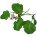 ORGANIZE Foodherbs Thuthuvalai Poeder 200 GMSKlimmen BrinjalAlarkaSolanum Trilobatum - Buy Online on GoSupps.com