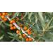 Indigo Herbs Organic Sea Buckthorn Powder 100g - Buy Online on GoSupps.com