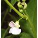 Organic Navy Beans 5LB Bulk - Non GMO, Raw & Vegan - 5 Pound Pack - Buy Online on GoSupps.com
