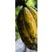 Pure Raw Cocoa Butter Wafers 4 oz - Easy to measure for all recipe. Unrefined Non-Deodorized Food Grade Cooking Skincare Haircare - Buy Online on GoSupps.com