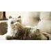 Memorable Pets Cat Plush Tabby Therapy Doll - Ideal Gift for Normal Aging Memory Loss & Caregivers - Soft Gray Comfort - Buy Online on GoSupps.com