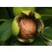 Buy Premium Walnuts in Shell (5kg) - New Harvest 2022 | Extra Large Cores | 100% Natural | Vegan & Gluten-Free | Origin: Chile - Chandler Variety - Buy Online on GoSupps.com