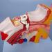 Human Ear Model Human Ear Anatomy Ear Canal Ear Middle and Inner Ear Auditory Otolaryngology Organ Teaching - Buy Online on GoSupps.com