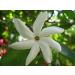 Monoi Tiki Tahiti Rouge Tiare Body Suntan Bronzant Coconut Oil - Natural Sun-kissed Glow - Buy Online on GoSupps.com