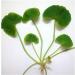 Buy Centella Asiatica Seeds (50) - Premium Gotu Kola & Thankuni Pata for International Shipping - Organic Herbal Remedies - Buy Online on GoSupps.com