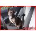Dogsto Dog Safety Belt - Universal Car Seat Belt Attachment for Safe & Comfortable Travel - Buy Online on GoSupps.com