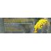 GuruNanda Helichrysum Essential Oil Roll-On - Immortelle - 100% Therapeutic Grade - 10ml - Shop Internationally - Buy Online on GoSupps.com