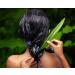 ALOE REPAIR SHAMPOO | Revitalize Over-Processed Hair Add Body & Softness | International Shipping Available - Buy Online on GoSupps.com