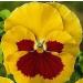 Blooms A 03g approx 250 Violet Seeds Yellow en Red Bright Yellow with Li