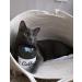 Pettobox Catbuzz Premium Organic Catnip | Freshly Grown by US Family Farmers | All-Natural, Eco-Friendly & Sustainable - Buy Online on GoSupps.com