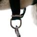 Champion Anti-Pull Training Halter for Dogs - Padded Black | International Shipping Available - Buy Online on GoSupps.com