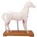 Horse Acupuncture and Moxibustion Point Model Horse Acupuncture and Moxibustion Anatomical Model Acupuncture and Moxibustion Point Model with 114 Acupuncture and Moxibustion Points - Buy Online on GoSupps.com
