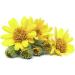 Buy Crimp Oil - 30ml Essential Oil for Athletes | Arnica for Recovery | International Shipping - Buy Online on GoSupps.com