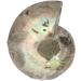 Third Eye Crystals Ammonite Fossil Carved Gemstone - Natural Crystal Stone for Home Decoration & Aquarium - Decorative Sculpture & Gift - Buy Online on GoSupps.com