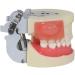 Professional Dental Model for Incision & Drainage of Abscess - Ideal for Students & Educators | International Shipping - Buy Online on GoSupps.com