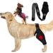 Dog Elbow Brace Protector Pads Hygroma Elbow Pad and Shoulder Protector for Canine Elbow and Shoulder Support Elbow Hygroma Dysplasia Osteoarthritis Elbow Calluses Pressure (Black) L Black - Buy Online on GoSupps.com
