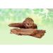 Bel Chhal-Aegle Marmelos-Raw Herbs-Bael Chaal-Jadi Booti-Single Herbs (1000 Gram) - Buy Online on GoSupps.com