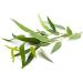 Wild Eucalyptus Leaf Tea 36 Bleach-Free Tea Bags - Buy Online on GoSupps.com