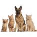 Skin Care for Dogs with Allergies - Omega 3 Fatty ACIDS for Pets - Dogs and Cats - Premium Health - Omega 3 for Dogs Capsule - 180 Softgels (1 Bottle) - Buy Online on GoSupps.com