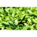 Th Rouge Tour Th Noir Original De Chine Bon Th Naturel Th Noir Organique Sans Additif Nourriture Verte (300g) - Buy Online on GoSupps.com