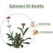 Crysalis Spikenard (Nardostachys Grandiflora) Oil |100% Pure & Natural Undiluted Essential Oil Organic Standard |for Undiluted Therapeutic Grade |Aromatherapy Oil - for All Skin Types 15ml Dropper Spikenard 15 ml (Pack of 1) - Buy Online on GoSupps.com
