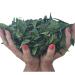 Organic Neem Leaves | Whole Fresh Wild Harvested Shade Dried Premium | 5 Oz for Tea, Natural Detox USA