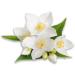 Marine soap white flowers moisturizing exfoliating cleanser based on vegetable oils and salt 100% natural scrub 350ml - Buy Online on GoSupps.com