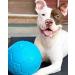 Jolly Pets Dog Football - Ocean Blue 20 cm | Multi Large/X-Large Toy - Buy Online on GoSupps.com