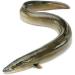 WENXUANSU:Charcoal roasted sea eel snack 3 Pound (1362 grams) from China Sea - Buy Online on GoSupps.com